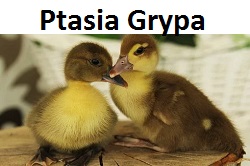 PtasiaGrypa