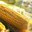 Pomoc finansowa dla producentów kukurydzy