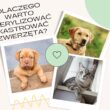 Dlaczego warto sterylizować i kastrować zwierzęta